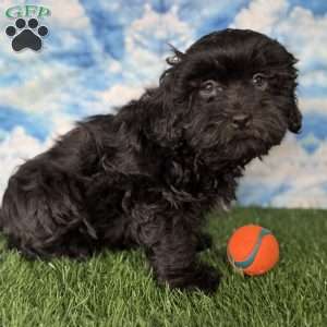 Bronco, Shih-Poo Puppy